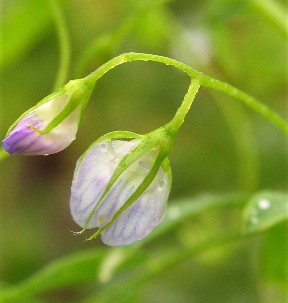 Lentil Flower